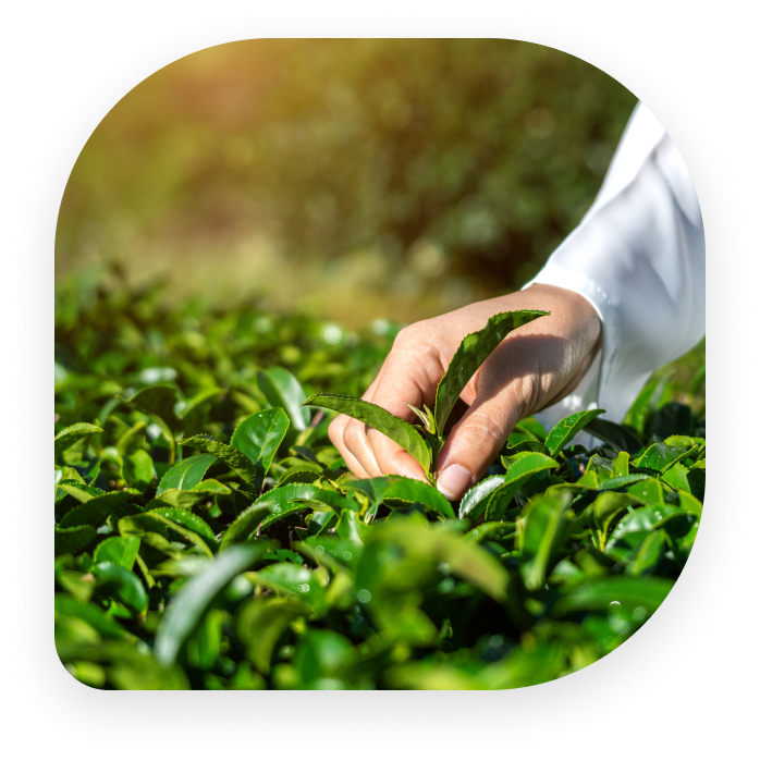 Análises Microbiológicas Agrícolas